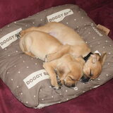 14-11-2010 Pukkie & Puggles