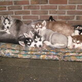 Waldor toen hij nog pup was met de rest van zijn familie