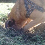 Joehoeeee,beestjes!!Mila hier :)