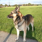 vaderhond