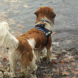 scotty in de herfst bladeren