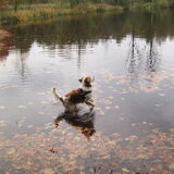 roxie in het water met de blaadje