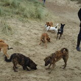 na een half jaar alle pups nog eens bij elkaar!!
