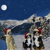 kerstkaart 2010
