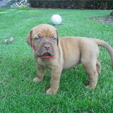 onze lieve bordeaux dog ginger toen ze pup was. ze is in december een…