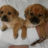 Puggles en Pukkie
