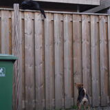 Poesje uit de tuin jagen!!