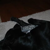 vrouwtje, animal channel is veel leuker! Geef hier die zapper
