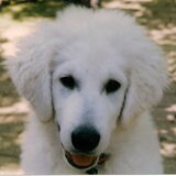 Déru als puppie.