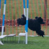 agility