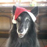 christmass dog