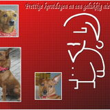 Deze kerstkaart heeft Claudia gemaakt...haar hondjes zijn Andor &…