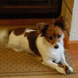 Trixie, kruising vlinderhond x jack russell