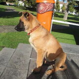 tony ( 3 maanden oud )