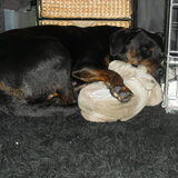 Joy en Erik zn pantoffels