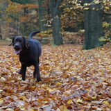 Milow 8 maanden...spelen in het bos