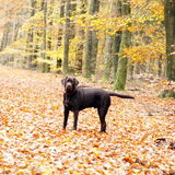 Milow 8 maanden