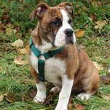 Sam in het bos..