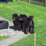 samen