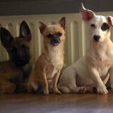 indy met vriendjes