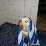Foto van sander