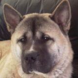 Onze lieve knuffelbeer Collin, een American Akita Inu.Ja we wilde zo…