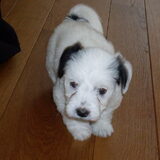 Harry, 5 en een halve week oud...