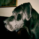 Onze Doobes, helaas is zij in 2008 overleden...Geweldige lieve duitse…