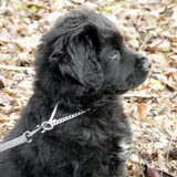 Dit is sinds zondag 25 januari 2009 onze pup. Genaamd Bo (reu). geboren…