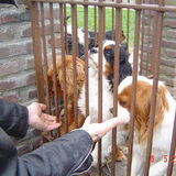 De honden van de fokster