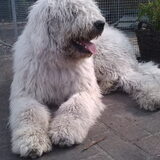Komondor Makacs