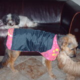 Foto van liesbeth,Turbo,Luna, Levi en Faith