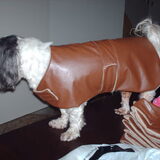 Foto van liesbeth,Turbo,Luna, Levi en Faith