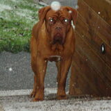 Zelfs onze reu geniet van de eerste sneeuwval