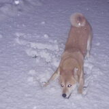 spelen in de sneeuw