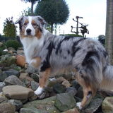 Darco ( Still Got The Blues Of Free Spirit )