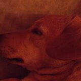 in diepe coma..