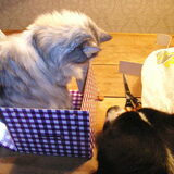 Fedor en Mies 'helpen'