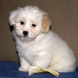 Foto van Kennel van de Lotnins