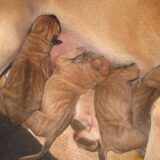 nog de pupjes, zo lief!!!!