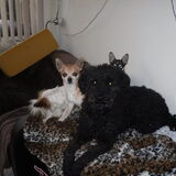Foto van liesbeth,Turbo,Luna, Levi en Faith
