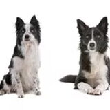 Foto van Border collie kennel Dazzling Daybreak