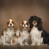 Foto van Kennel van de Lotnins