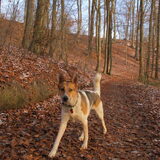 Hond die bij ons in de buurt woont.