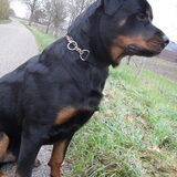 Foto van Hannie met Beer en Chelsea
