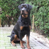 Foto van Hannie met Beer en Chelsea
