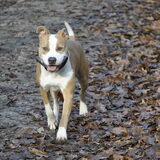 Onze blije pup tijdens de wekelijkse hondenwandeling :)