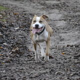 Onze blije pup (8 mdn) tijdens de wekelijkse hondenwandeling :)