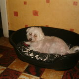 dit is onze kwispel