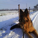 Winterse wandeltocht op Grondstein (Elten, DE)
